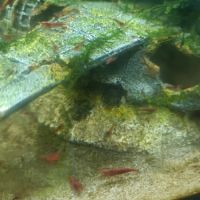 Crevettes red chéri mini #2