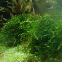 Crevettes red chéri mini #3