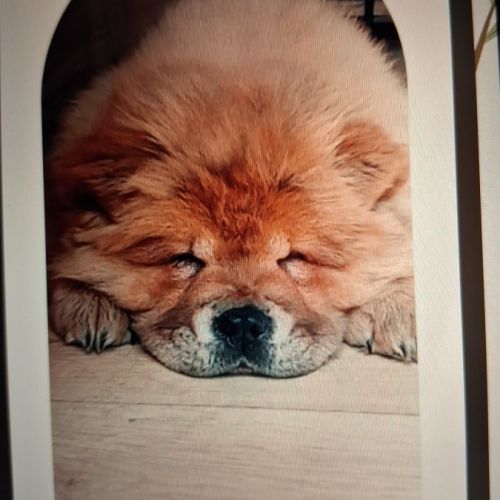 Chow-chow