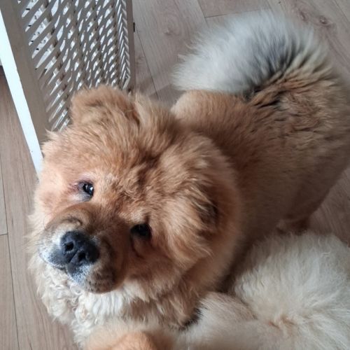 Chow-chow #2