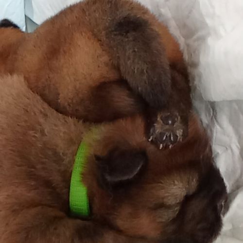 Adorables chiots chow-chow #2