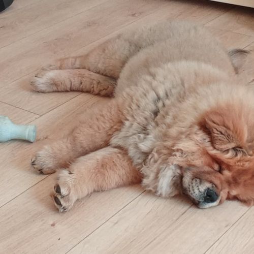 Chow-chow #3