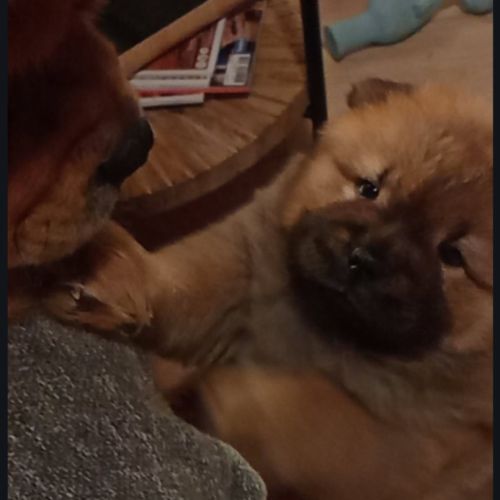 Adorables chiots chow-chow #3