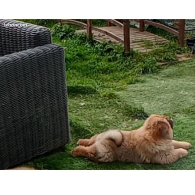 Chow-chow adorable beautiful #3