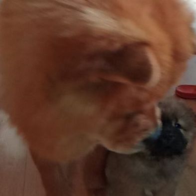 Chow-chow adorable beautiful #4