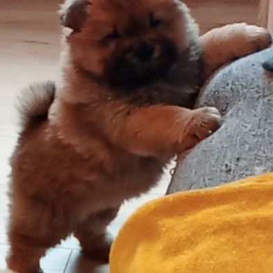 Chow-chow adorable beautiful #5