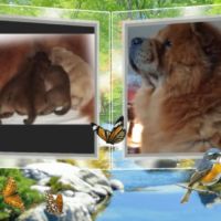 Adorables chiots chow-chow #1