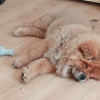 Chow-chow #3
