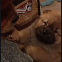 Adorables chiots chow-chow #3