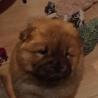 Adorables chiots chow-chow #4