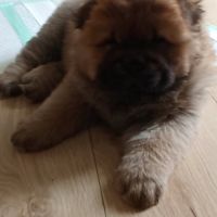 Adorables chiots chow-chow