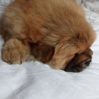Chow-chow adorable beautiful #2