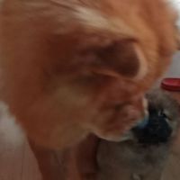 Chow-chow adorable beautiful #4