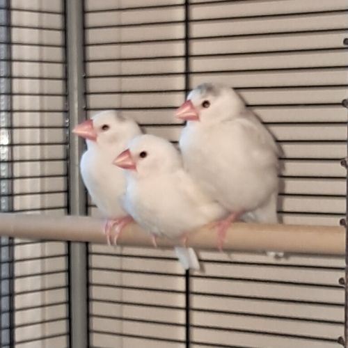 3 paddas sevrés... #0