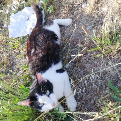 Chat viva exterieur #1