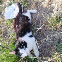 Chat viva exterieur #1