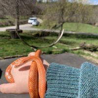 À vendre serpent des blés