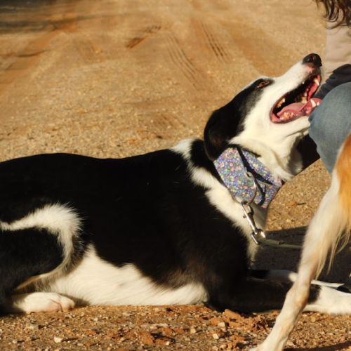 Leta magnifique chienne de 5 ans #2