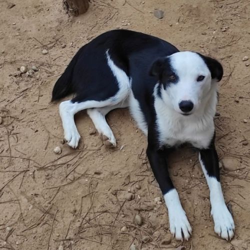 Leta magnifique chienne de 5 ans #3