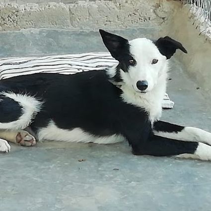 Leta magnifique chienne de 5 ans #6