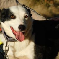 Leta magnifique chienne de 5 ans #1