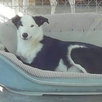 Leta magnifique chienne de 5 ans #4