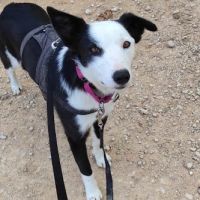 Leta magnifique chienne de 5 ans