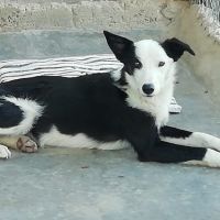 Leta magnifique chienne de 5 ans #6