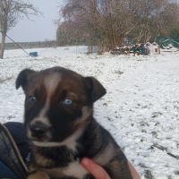 A vendre chiot husky croisé boxer #1