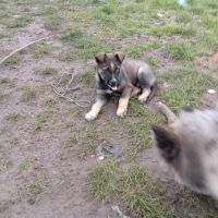 A vendre chiot husky croisé boxer