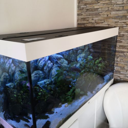 Cichlidées tanganika