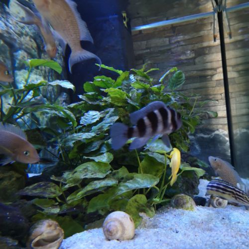 Cichlidées tanganika #2