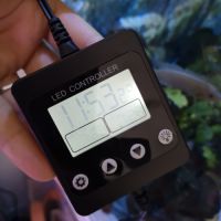 Cichlidées tanganika #6