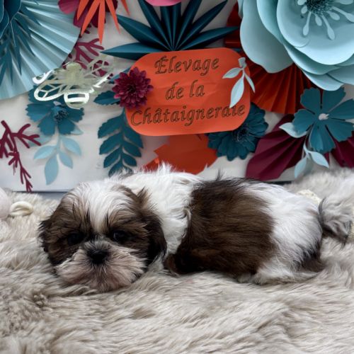 Shih tzu mâle #1