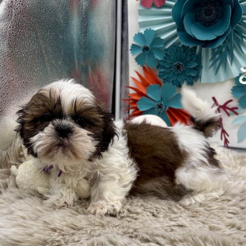 Shih tzu mâle #0