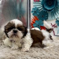 Shih tzu mâle
