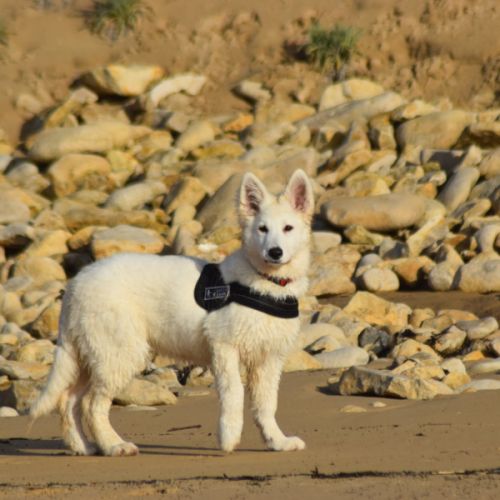 Chiot berger blanc suisse lof #0
