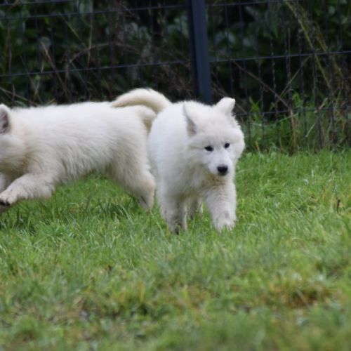 Chiot berger blanc suisse lof #2