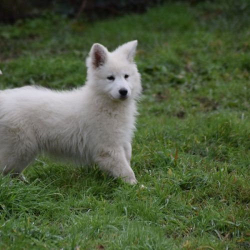 Chiot berger blanc suisse lof #3