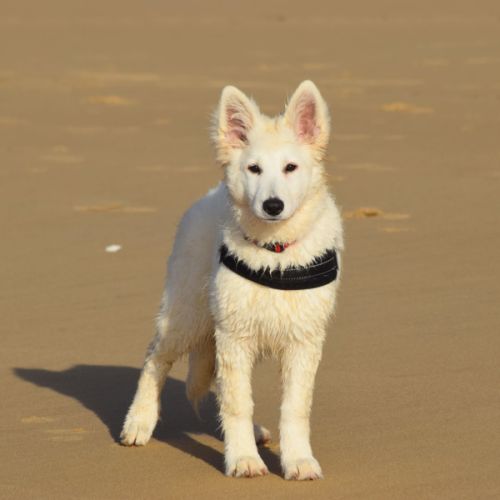 Chiot berger blanc suisse lof #5