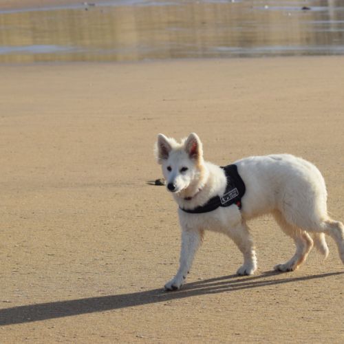 Chiot berger blanc suisse lof #6