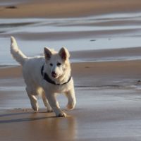Chiot berger blanc suisse lof #4