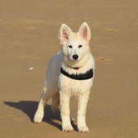 Chiot berger blanc suisse lof #5