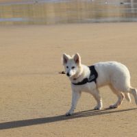 Chiot berger blanc suisse lof #6