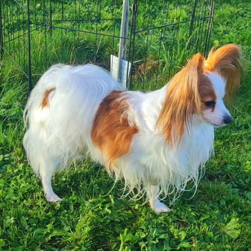 Femelle épagneul nain continental papillon lof #1