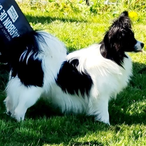 Femelle épagneul nain continental papillon lof #3