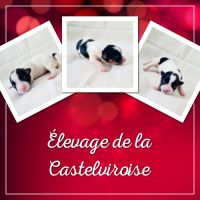 Femelle épagneul nain continental papillon lof