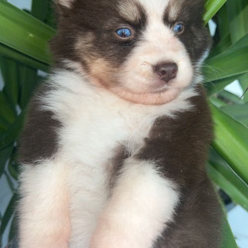 Pomsky chiot a réserver #3