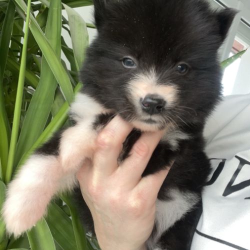 Pomsky chiot a réserver #5