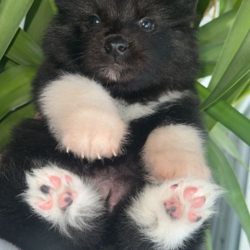 Pomsky chiot a réserver #6